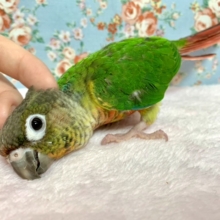 ウロコインコ  ワキコガネ  なでなで好きです♡  7/4
