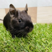 ツヤツヤの美毛ちゃん！デグーのブラックカラー！