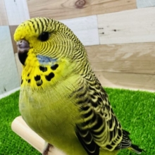 可愛いすぎ♡甘えん坊のジャンボセキセイインコ☆