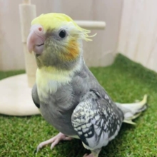 最新画像になりますよ！！綺麗めカラーのオカメさん！！ オカメインコ パールパイド