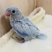 マメちゃんくっきりお色が！！　マメルリハ　アメリカンホワイト　男の子
