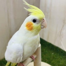 最新画像になりますよ！！！定番人気★☆ オカメさん！ オカメインコ ルチノー