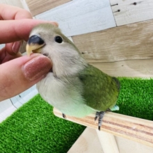 うっすら顔のノーマル小桜インコ♡