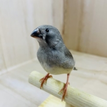 可愛いキンカ鳥さんお店にいます２　キンカ鳥　ノーマル