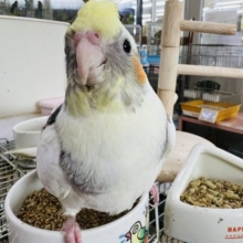 ガングロ〜♪手乗りのパイドのオカメインコ