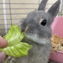 最新画像になりますよ！小さいモフモフさん！　ネザーランドドワーフ　オパール　男の子