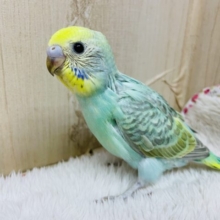 人気カラー⭐️⭐️⭐️お店に来ましたよ！ セキセイインコ パステルカラーレインボー