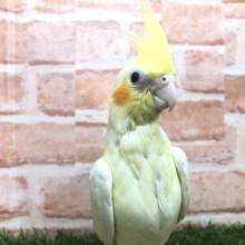 オカメの定番カラー　オカメインコ　ルチノー　R4 7/16