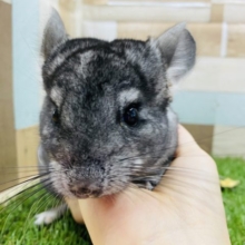 小柄だけど元気はNo.1！モフモフなチンチラグレー☆