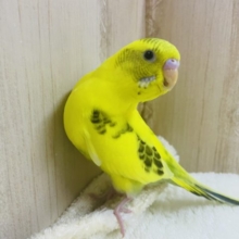 最新画像になりますよ！！ヒナでもカキカキ好きさん！？ セキセイインコ ハルクイン