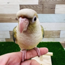 めちゃ可愛♡ブルーシナモン♪ホオミドリウロコインコ