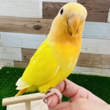 マンゴーカラーのオレンジフェイスオパーリンルチノー小桜インコ☆