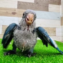 最新画像更新❤ワキワキダンスが止まらない〜‼︎ブルーオキナインコ☆