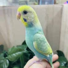 最新画像になりますよ！元気いっぱい！トコトコ歩くよ！ セキセイインコ パステルカラーレインボー