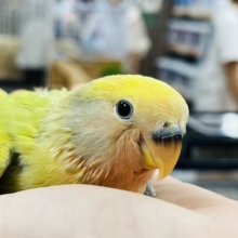 【最新画像更新☆】珍しカラーのコザクラインコ ヒナ(オパーリンタイガー)