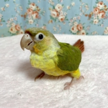 ウロコインコ　パイナップル🍍  7/18