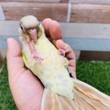 最新画像有り☆にぎころできちゃうヒナさんです！ウロコインコのブルーシナモンカラー！