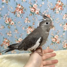 オカメインコ　ブラックヘッドパイド　9月17日