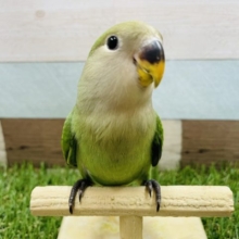 最新画像有り☆ヒナ餌卒業の手乗りちゃん！コザクラインコのブルー系カラー！