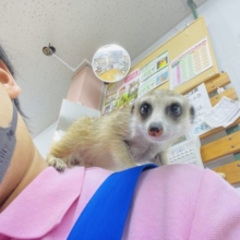 最新画像有り☆お鼻のピンクがチャームポイント♪ミーアキャットの男の子！