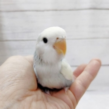 素敵なクリームカラー🌸　コザクラインコ(ブルーチェリーパイド)最新画像20220731