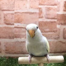 癒しカラー！　コザクラインコ　シナモンパイド入舎です！　　R4　7/22撮影