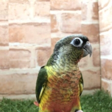 大人気！！　ワキコガネウロコインコ　入舎です！！　R4　7/23