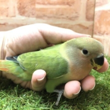 むちむちボディ！！　コザクラインコオパーリン入舎です！！　R4　７/24撮影