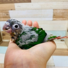 わたわた♡　食欲旺盛のワキコガネウロコインコさん♪