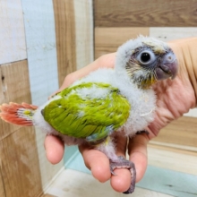 色が少し淡め♪元気良すぎるウロコインコ(パイナップル)さん☆