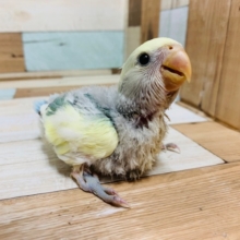 少し羽根の色合いが見えてきました♪コザクラインコ(ブルーチェリーパイド)さん！