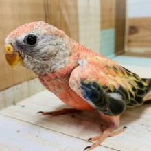 控えめな雰囲気にキュン♡アキクサインコ(ローズ)さん☆