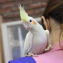 ヒナご飯卒業✴手乗りオカメインコ(ルチノー)さん💛