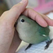 ナデナデ大好き♩手乗りコザクラインコ（ブルー）さんです💙