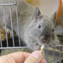 デグー💜チョコレート　カキカキ大好き♩♀