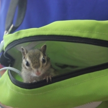 慣れております🌟シマリスさん男のコ🐿♂