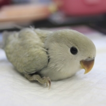 とっても魅力的なお色💜手乗りコザクラインコ（パステル）