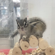 ハイスピード💛シマリス　女の子　2022年5月生まれ