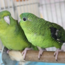 ヒナご飯卒業✨ノーマル💚サザナミインコ