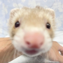 甘えるぜぃ💛マーシャルフェレット（シナモン）男の子　2022年4月20日生まれ