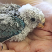 くっつき虫？🐛💙美声インコのヒナちゃんです