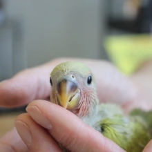 イイお色だ💚コザクラインコ（シナモン）ヒナちゃん🌟