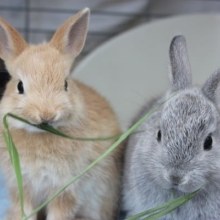 ミニウサギさんがやって来た♩オレンジ&グレーカラー🐇💛