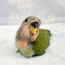 ラブバード💛コザクラインコ（ノーマル）  2022年6月生まれ