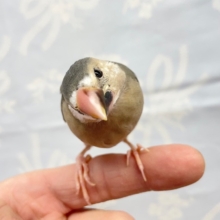 ちょこん💛桜文鳥  2022年6月生まれ
