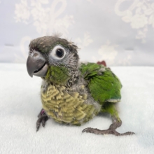 腹ペコ軍団💛ホオミドリウロコインコ（ノーマル）　2022年6月生まれ