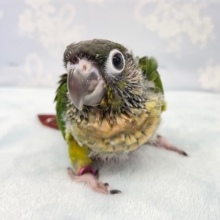 腹ペコ軍団💛ワキコガネウロコインコ　2022年6月生まれ