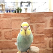 人気カラーセキセイ　セキセイインコ　パステルレインボー　R４　７／６撮影