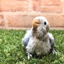 R４　７／１３最新画像追加　将来はどんなカラー？　コザクラインコ　ブルーチェリーパイド　R４　７／６撮影