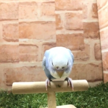 定番色　セキセイインコ　スパングル　R４　７／２７撮影